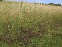 Carex distans 31, Zilte zegge, Saxifraga-Hans Boll