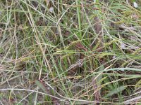 Carex distans 6, Zilte zegge, Saxifraga-Peter Meininger