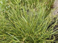 Carex distans 7, Zilte zegge, Saxifraga-Peter Meininger