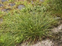 Carex distans 8, Zilte zegge, Saxifraga-Peter Meininger