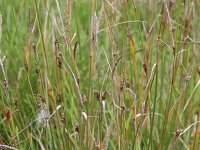 Carex distans 9, Zilte zegge, Saxifraga-Rutger Barendse