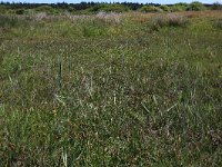 Carex disticha 11, Tweerijige zegge, Saxifraga-Hans Boll