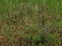 Carex disticha 12, Tweerijige zegge, Saxifraga-Hans Boll