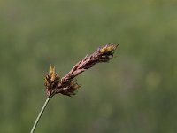 Carex disticha 2, Tweerijige zegge, Saxifraga-Peter Meininger