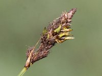 Carex disticha 4, Tweerijige zegge, Saxifraga-Peter Meininger