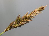 Carex disticha 5, Tweerijige zegge, Saxifraga-Peter Meininger