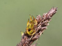 Carex disticha 6, Tweerijige zegge, Saxifraga-Peter Meininger