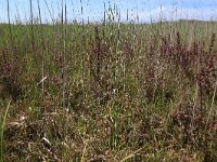Carex disticha 8, Tweerijige zegge, Saxifraga-Hans Boll