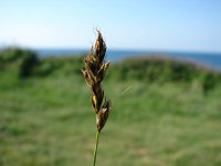 Carex divisa 1, Kustzegge, Saxifraga-Jasenka Topic