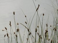 Carex divisa 10, Kustzegge, Saxifraga-Peter Meininger