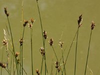 Carex divisa 11, Kustzegge, Saxifraga-Peter Meininger