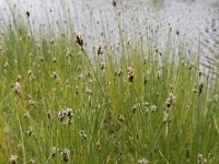 Carex divisa 12, Kustzegge, Saxifraga-Ed Stikvoort