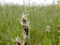 Carex divisa 14, Kustzegge, Saxifraga-Ed Stikvoort