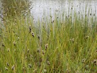 Carex divisa 17, Kustzegge, Saxifraga-Ed Stikvoort
