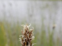 Carex divisa 19, Kustzegge, Saxifraga-Ed Stikvoort