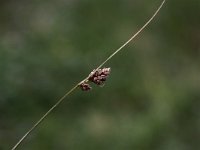 Carex divisa 2, Kustzegge, Saxifraga-Peter Meininger