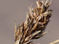 Carex divisa 7, Kustzegge, Saxifraga-Peter Meininger
