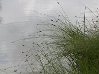 Carex divisa 8, Kustzegge, Saxifraga-Peter Meininger