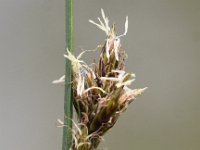 Carex divisa 9, Kustzegge, Saxifraga-Peter Meininger