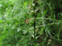 Carex divulsa, Grassland Sedge