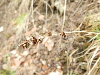 Carex divulsa 2, Struweelzegge, Saxifraga-Rutger Barendse
