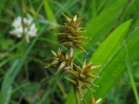 Carex echinata, Little Prickly Sedge