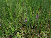 Carex echinata 12, Sterzegge, Saxifraga-Hans Boll