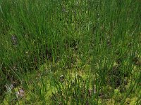 Carex echinata 14, Sterzegge, Saxifraga-Hans Boll