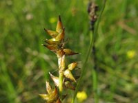Carex echinata 3, Sterzegge, Saxifraga-Rutger Barendse
