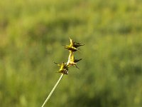 Carex echinata 5, Sterzegge, Saxifraga-Peter Meininger