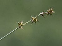 Carex echinata 6, Sterzegge, Saxifraga-Peter Meininger
