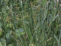 Carex echinata 7, Sterzegge, Saxifraga-Peter Meininger