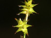 Carex echinata 8, Sterzegge, Saxifraga-Rutger Barendse