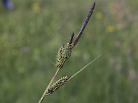 Carex elata 10, Stijve zegge, Saxifraga- Peter Meininger