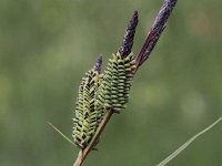 Carex elata 11, Stijve zegge, Saxifraga- Peter Meininger
