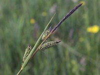 Carex elata 12, Stijve zegge, Saxifraga- Peter Meininger