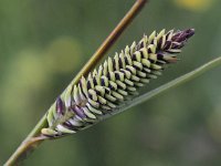 Carex elata 13, Stijve zegge, Saxifraga- Peter Meininger