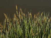 Carex elata 14, Stijve zegge, Saxifraga-Jan van der Straaten