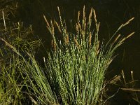Carex elata 15, Stijve zegge, Saxifraga-Jan van der Straaten