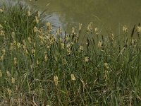 Carex elata 16, Stijve zegge, Saxifraga-Willem van Kruijsbergen