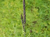 Carex elata 19, Stijve zegge, Saxifraga-Peter Meininger