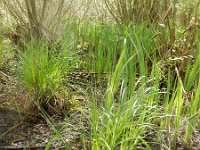 Carex elata 20, Stijve zegge, Saxifraga-Peter Meininger