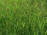 Carex elata 29, Stijve zegge, Saxifraga-Hans Boll