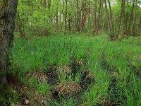 Carex elata 31, Stijve zegge, Saxifraga-Hans Boll