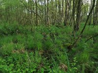 Carex elata 33, Stijve zegge, Saxifraga-Hans Boll