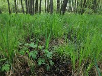 Carex elata 36, Stijve zegge, Saxifraga-Hans Boll