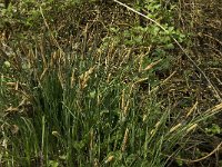 Carex elata 4, Stijve zegge, Saxifraga-Jan van der Straaten