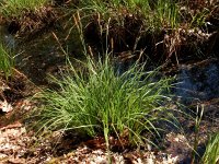 Carex elata 41, Stijve zegge, Saxifraga-Ed Stikvoort
