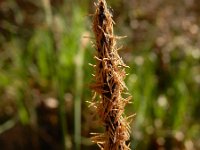 Carex elata 42, Stijve zegge, Saxifraga-Ed Stikvoort