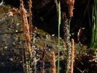 Carex elata 43, Stijve zegge, Saxifraga-Ed Stikvoort